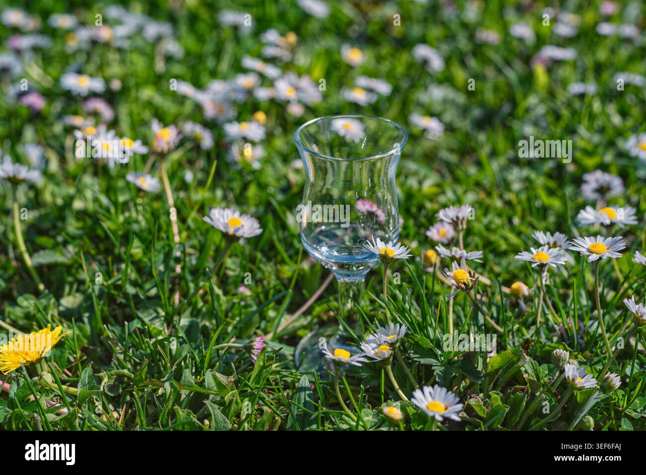 Stängelglas in Gras und Blumen für Publikationen und Geschichten Stockfoto