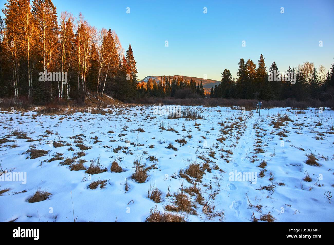 Winter Forest Edge und Snowy Meadow mit Trail bei Sonnenaufgang Stockfoto