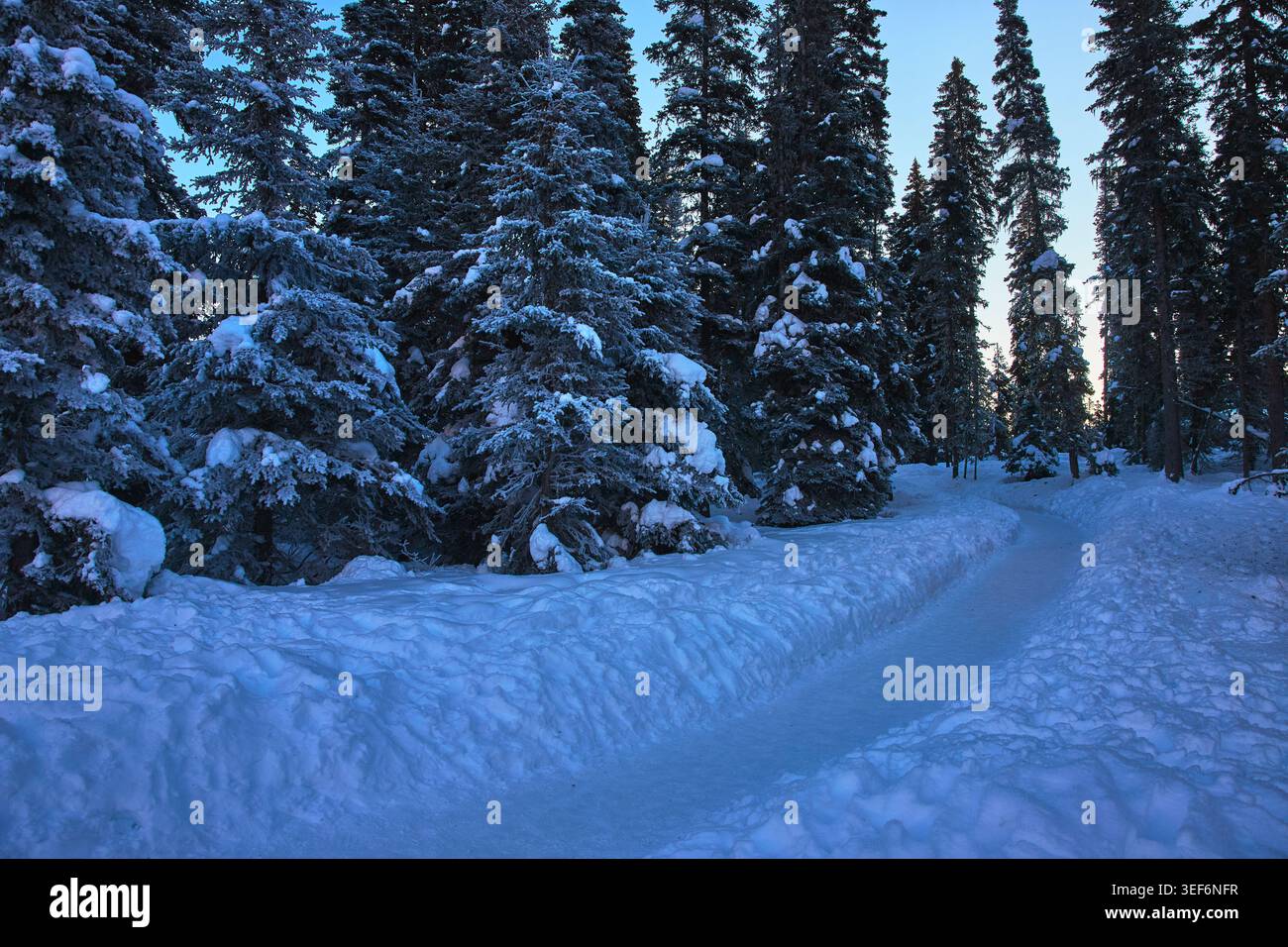 Schneebedeckter Trail und Evergreen Forest im Winter Wonderland Stockfoto