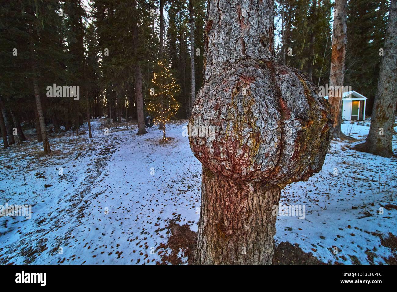 Nahaufnahme Winter Forest Tree Burl Mit Festlichen Lichtern Und Schneebedecktem Boden Stockfoto