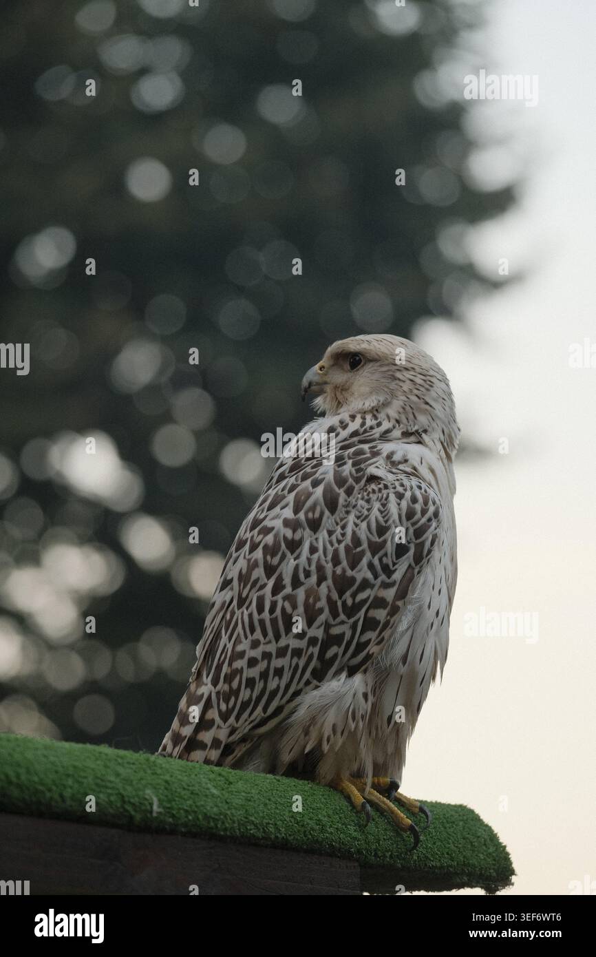 Ein Gyrfalke auf Astrorasen mit einem Baum im Hintergrund. Stockfoto
