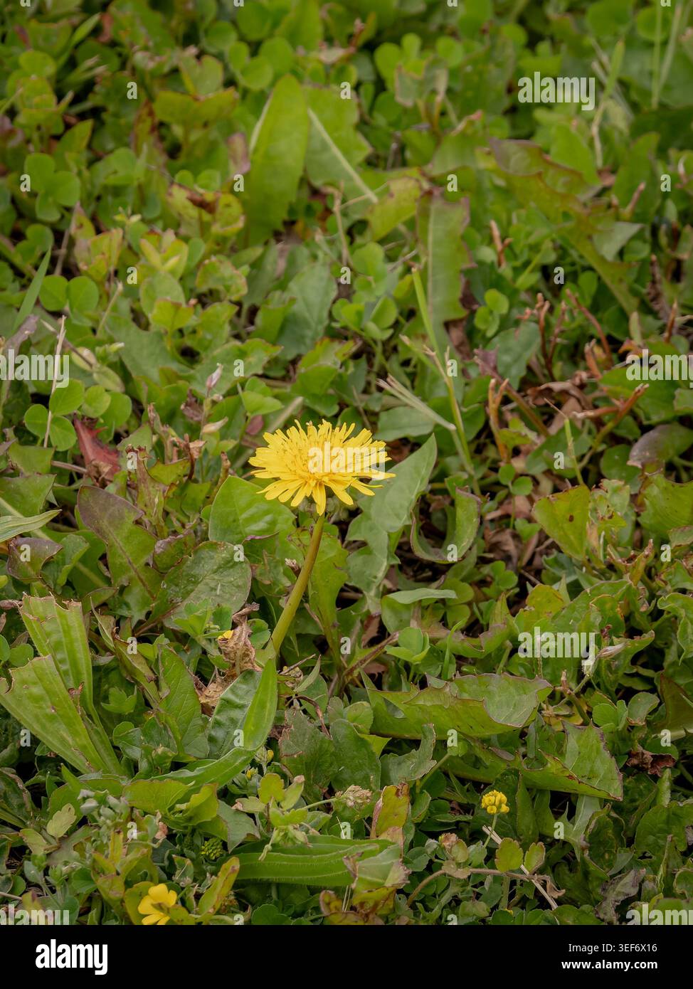 Einzelne hellgelbe Löwenzahnblüte blüht inmitten eines dichten Flecks von grünem Unkraut und Klee auf einem Frühlingsrasen Stockfoto