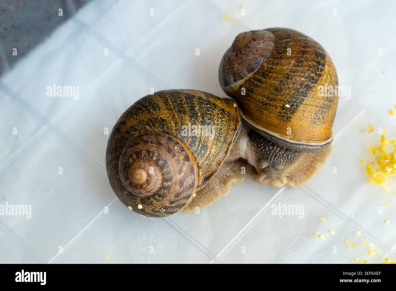 Zwei Schnecken werden auf einer Ebenen Oberfläche in einer häuslichen Umgebung nahe beieinander gesehen. Sie haben unterschiedliche Schalenmuster und -Farben. Es ist tagsüber und Tageslicht ist vorhanden Stockfoto