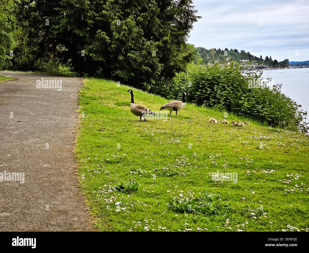 Wanderweg am See entlang des Lake Washington mit Gänsen im Seattle Park Stockfoto