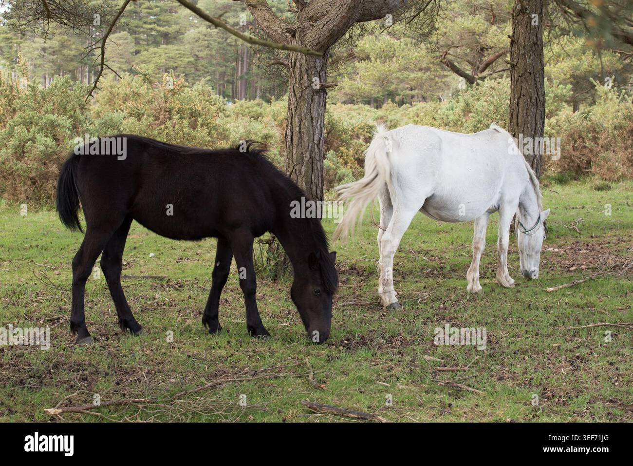 Pferdepony im New Forest National Park Stockfoto