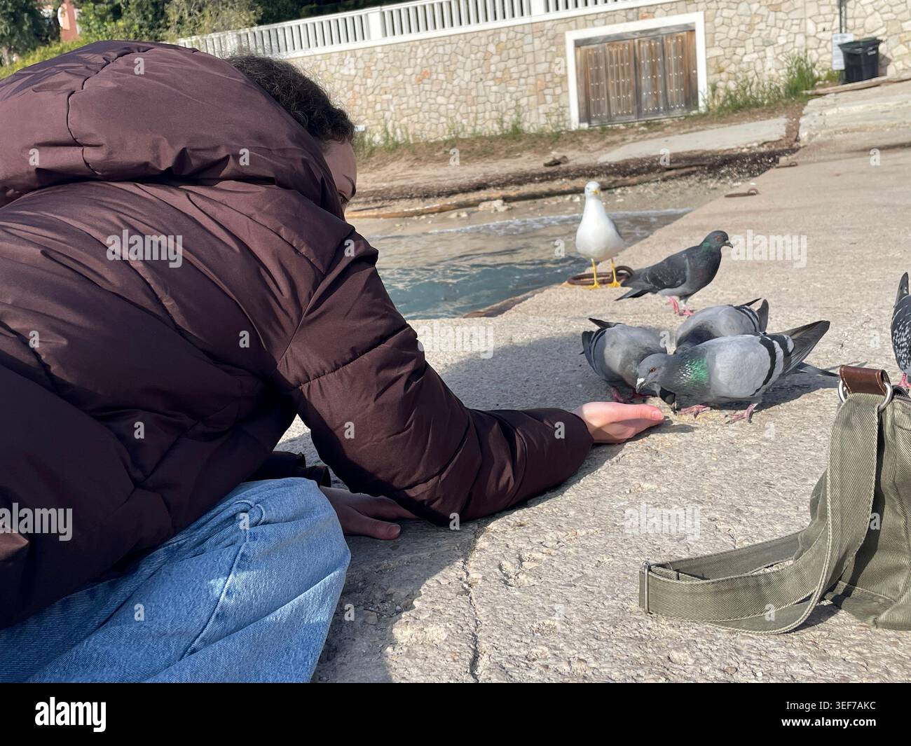 Die Person, die Tauben mit der Hand füttert, in Europa - Smartphone-aufgenommenes Stockfoto
