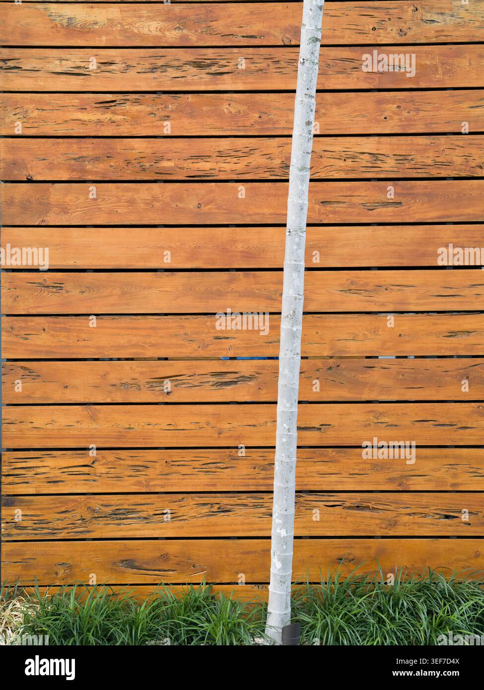 Ein schlanker weißer tropischer Baumstamm steht vertikal vor einem Hintergrund aus horizontalen braunen Holzbrettern in einem Landschaftsgarten an einem Sommertag. Stockfoto