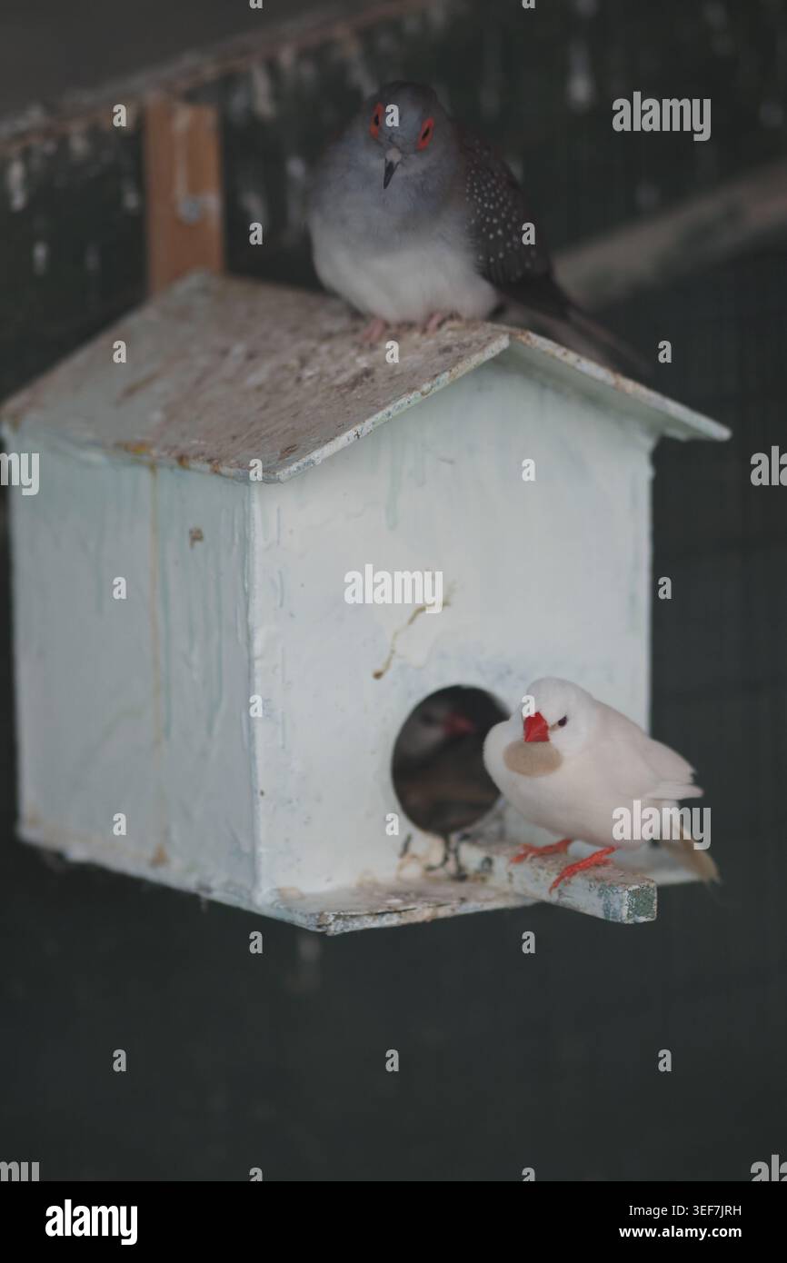 Vögel ruhen in der Nähe ihres Nestes in einem Käfig Stockfoto