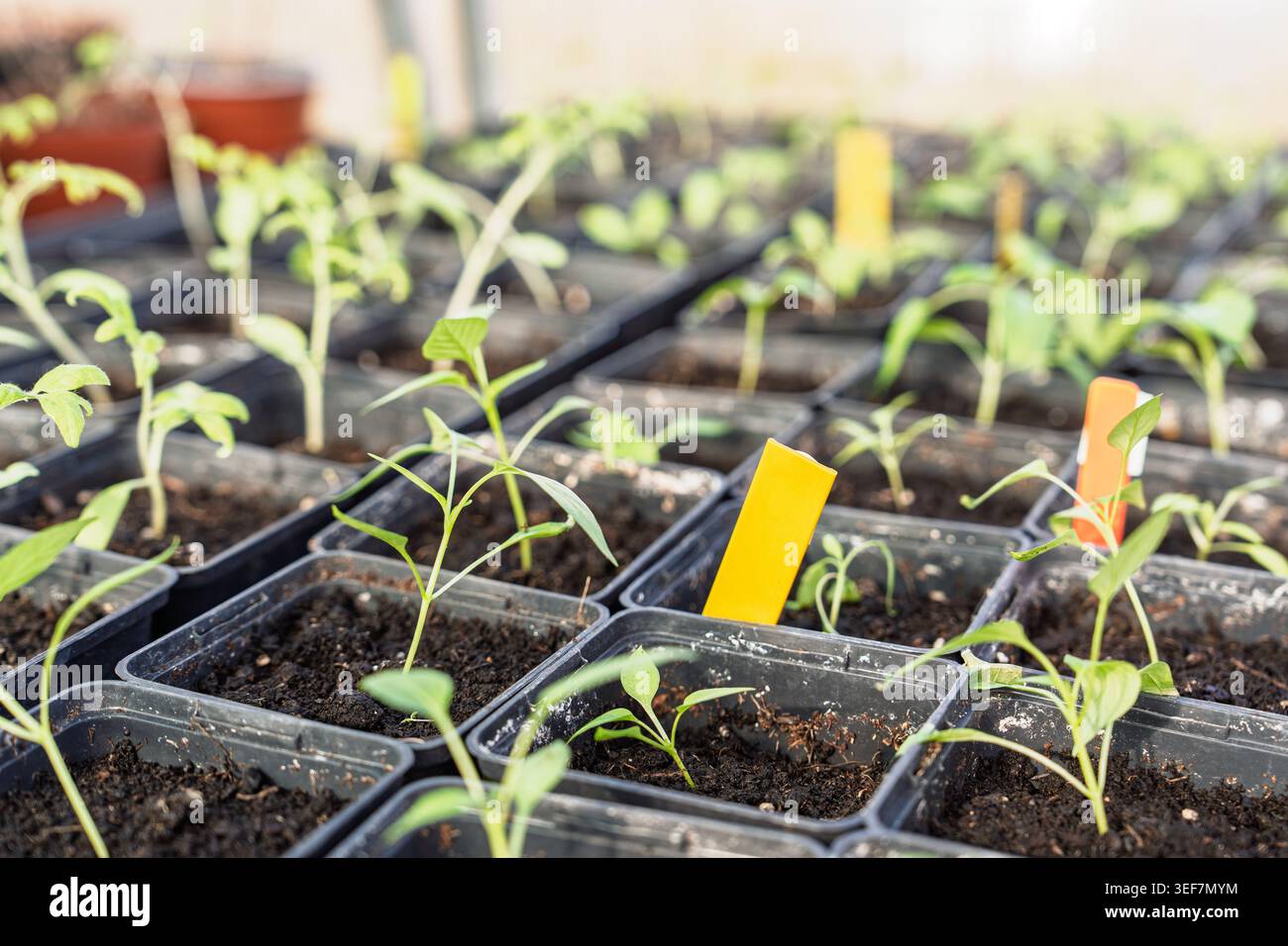 Setzlinge, die in Töpfen im Gewächshaus wachsen, junge Tomaten- und Pfefferpflanzen im frühen Frühjahr Stockfoto