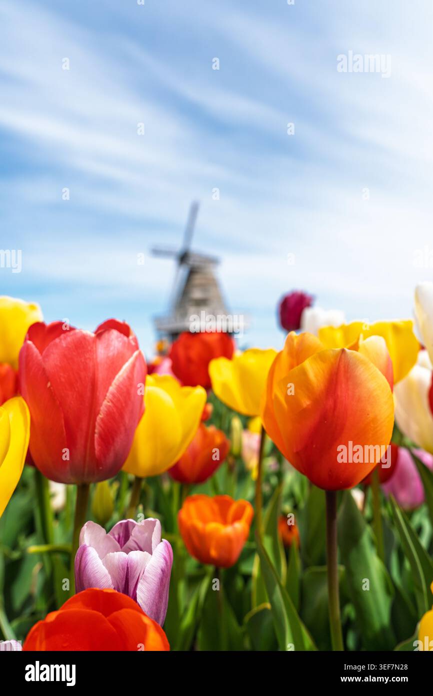Farbenfrohe Tulpenfelder mit einer traditionellen niederländischen Windmühle, die sich hinter einem klaren blauen Himmel erhebt Stockfoto