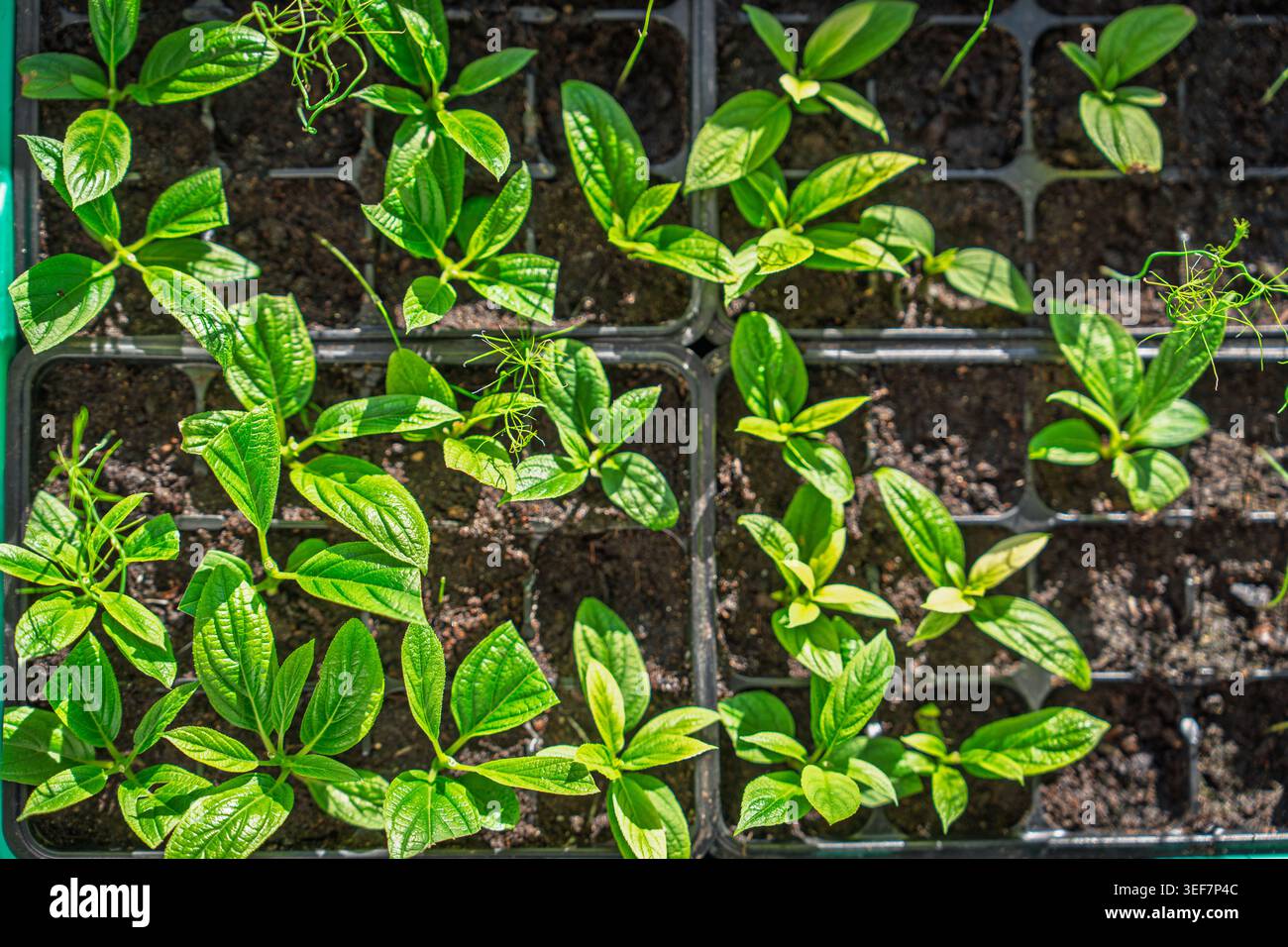 Setzlinge im Keimling-Tablett, Jungpflanzen im Kindergarten, Frühjahrsgartenkonzept Stockfoto