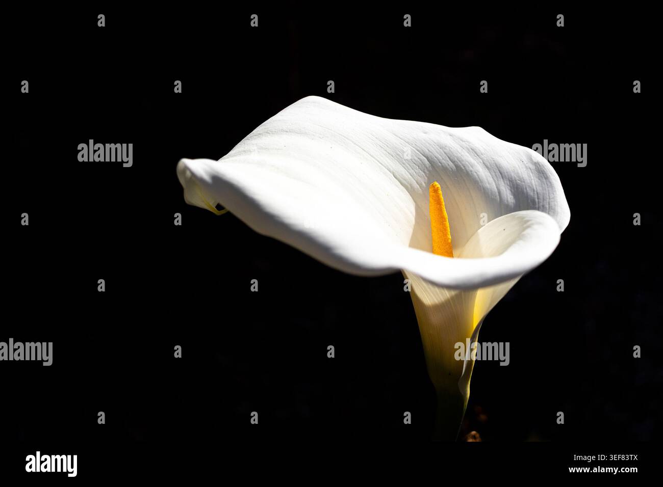Calla Lilie, Zantedeschia aethiopica, auch bekannt als Arumlilie, weiße Blume im Sonnenlicht isoliert auf schwarzem Hintergrund Stockfoto