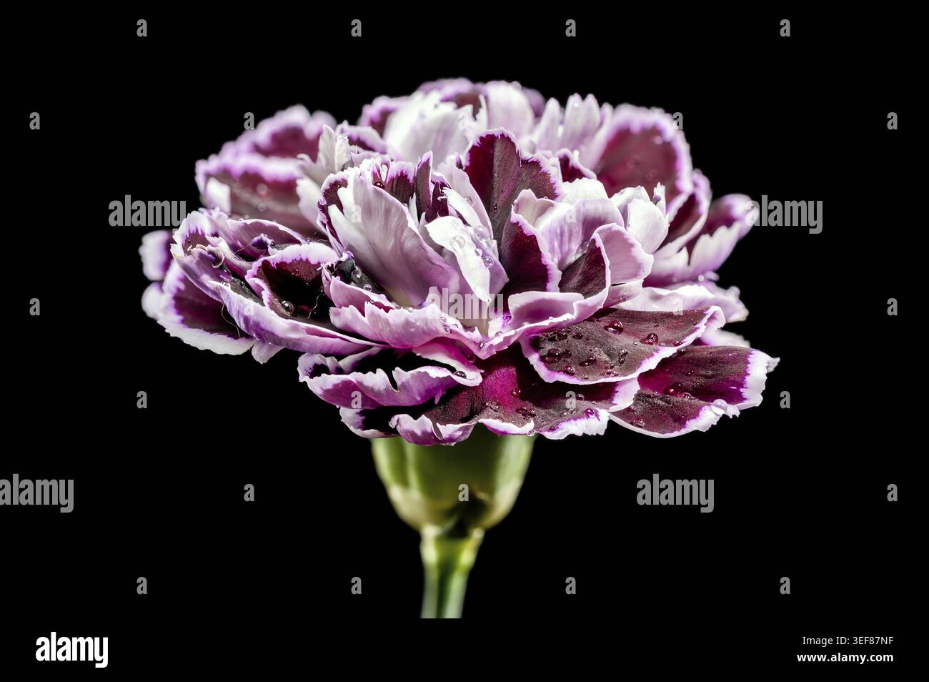 Eine atemberaubende Makroaufnahme einer dunkelvioletten Nelkenblüte mit weißen Kanten und Süßwassertropfen vor einem soliden schwarzen Hintergrund. Perfekt für Flor Stockfoto