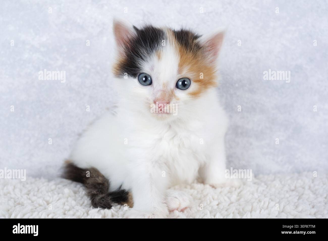 Porträt eines kleinen dreifarbigen Kätzchens. Winziges Schildpatt-Kätzchen Stockfoto