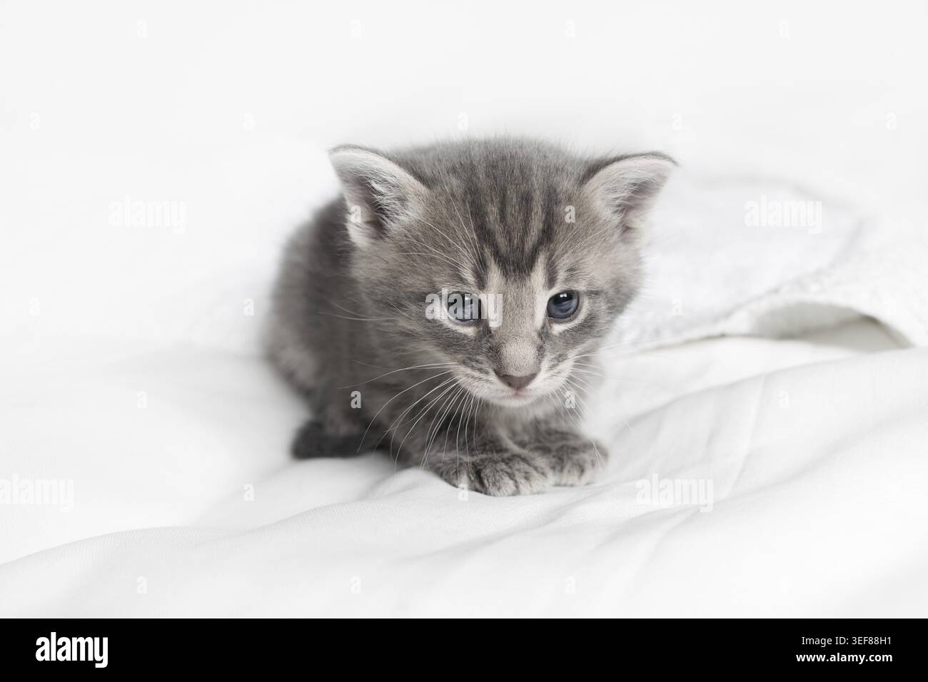 Niedliches kleines graues Kätzchen auf weißem Stoffhintergrund Stockfoto