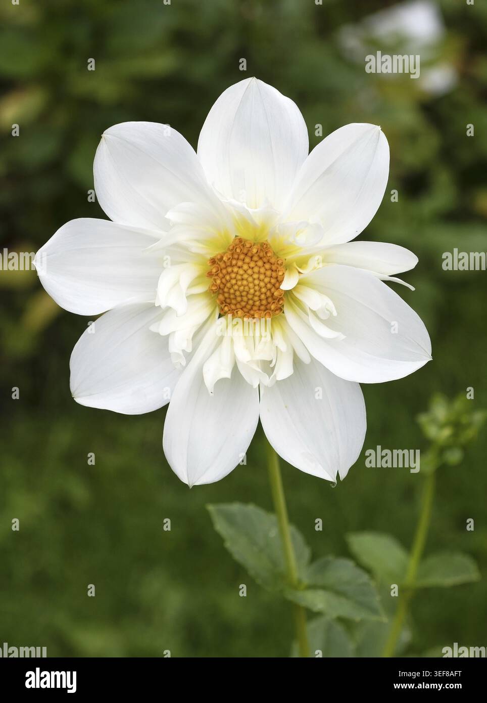 Nahaufnahme einer eleganten weißen Dahlia Collerette oder Anemone-Form mit einem markanten, leuchtenden orangefarbenen Zentrum. Klares, grafisches Blumendesign gegen ein G Stockfoto