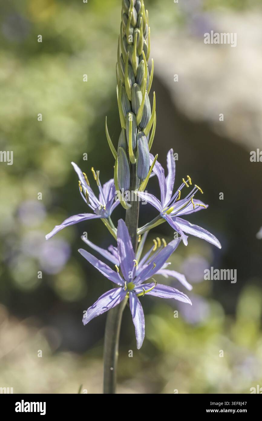 Camassia cusickii, Cusicks Praerielilie, Gewoehnliche Praerielilie, Oregon-Praeriekerze - Camassia cusickii, auch bekannt als Cusick's camassia, Cusick's Quam Stockfoto