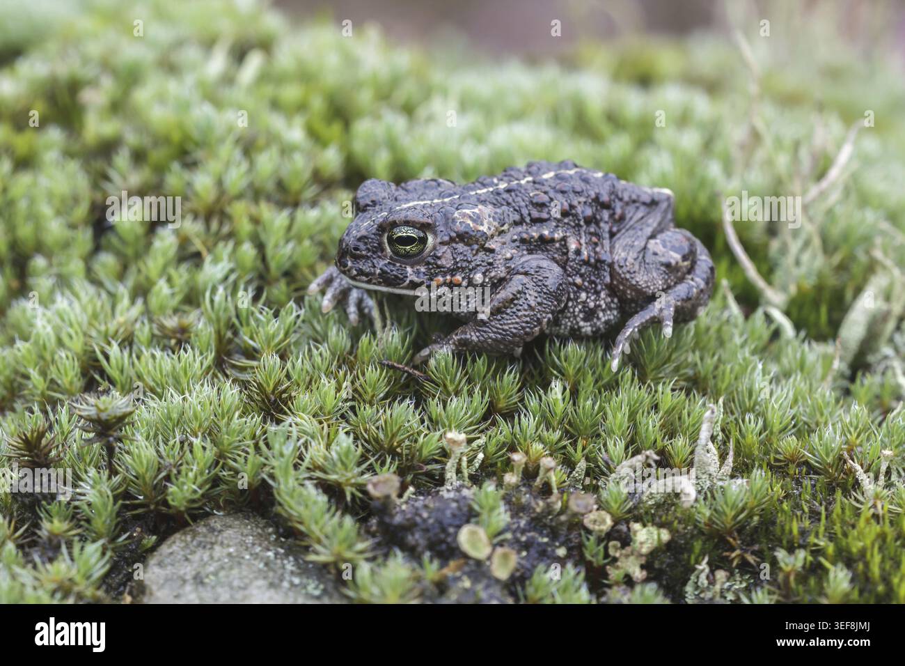 Epidalea calamita, Kreuzkroete (syn. Bufo calamita) - Epidalea calamita, syn. Bufo calamita, bekannt als Natterjack Kröte, Running Kröte Stockfoto