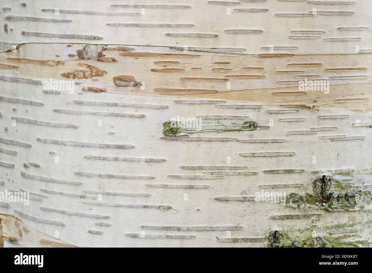 Betula ermanii, Gold-Birke, Ermans Birke, Kamtschatka-Birke, Steinbirke - Betula ermanii, Erman-Birke, japanische Bergbirke, russische Steinbirke, Stockfoto