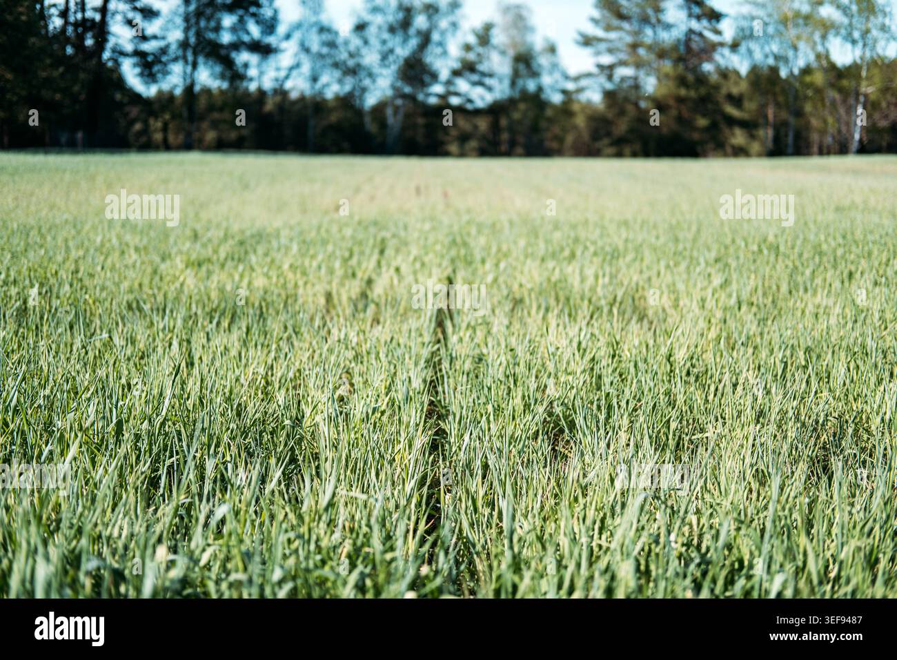 Das grüne Grasfeld erstreckt sich bis zum Waldrand unter sonnigem Himmel. Bewusstsein für die globale Erwärmung, Verringerung der Treibhausgasemissionen, Ziel der Nettoausbeute. Stockfoto