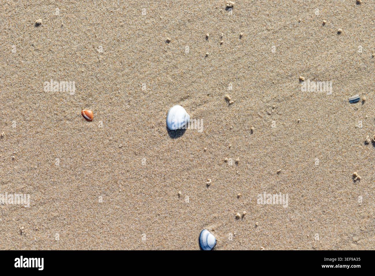 Intimes Nahaufnahme einer einzelnen Muschel auf goldenem Strandsand. Natürliches Licht unterstreicht die zarten Details und den einzigartigen Charakter Stockfoto