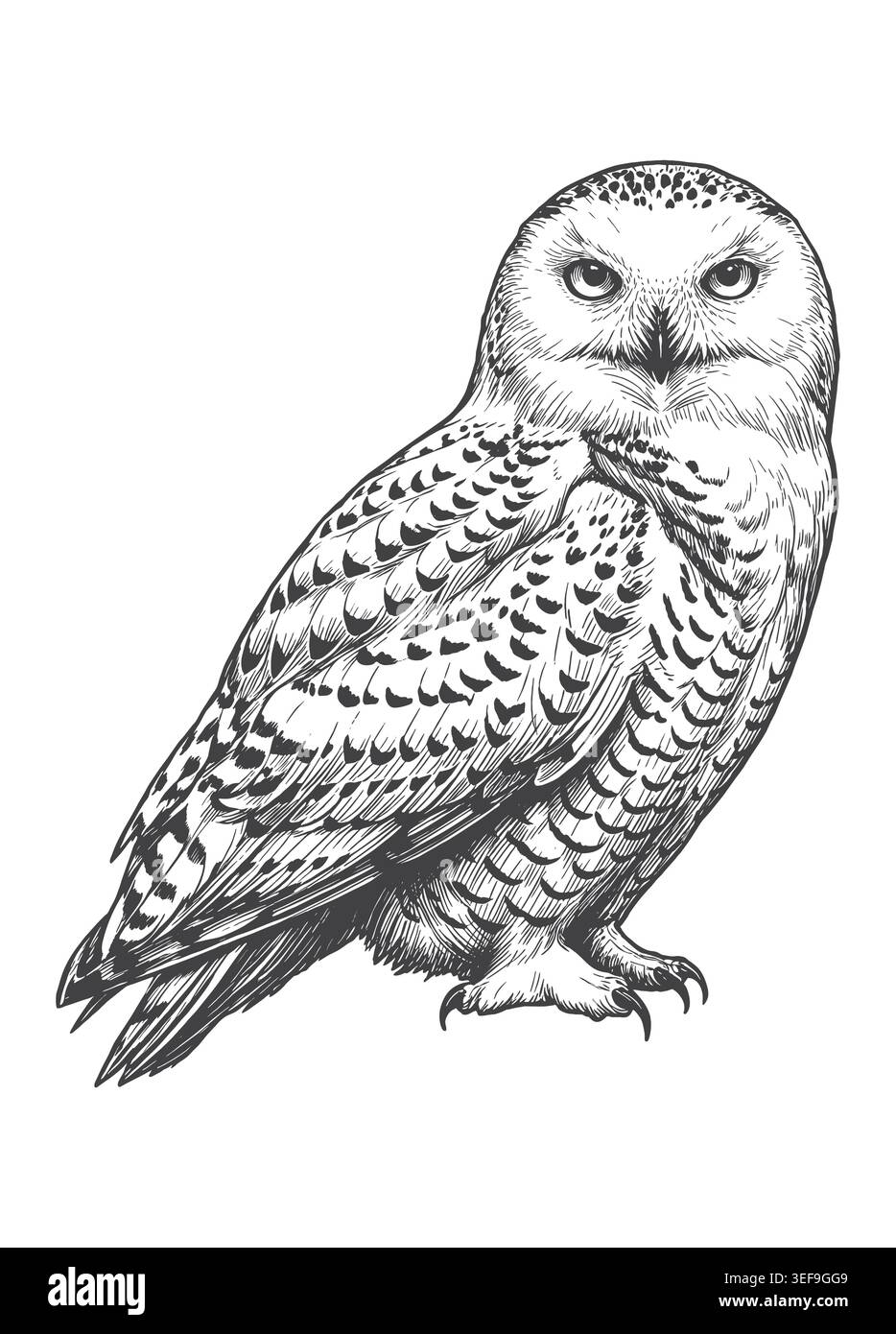 Komplizierte handgezeichnete Illustration einer verschneiten Eule, isoliert auf einem einfachen Hintergrund. Geeignet für Wildtiere im Winter, Bekleidungsdesign und Retro-Gr Stock Vektor
