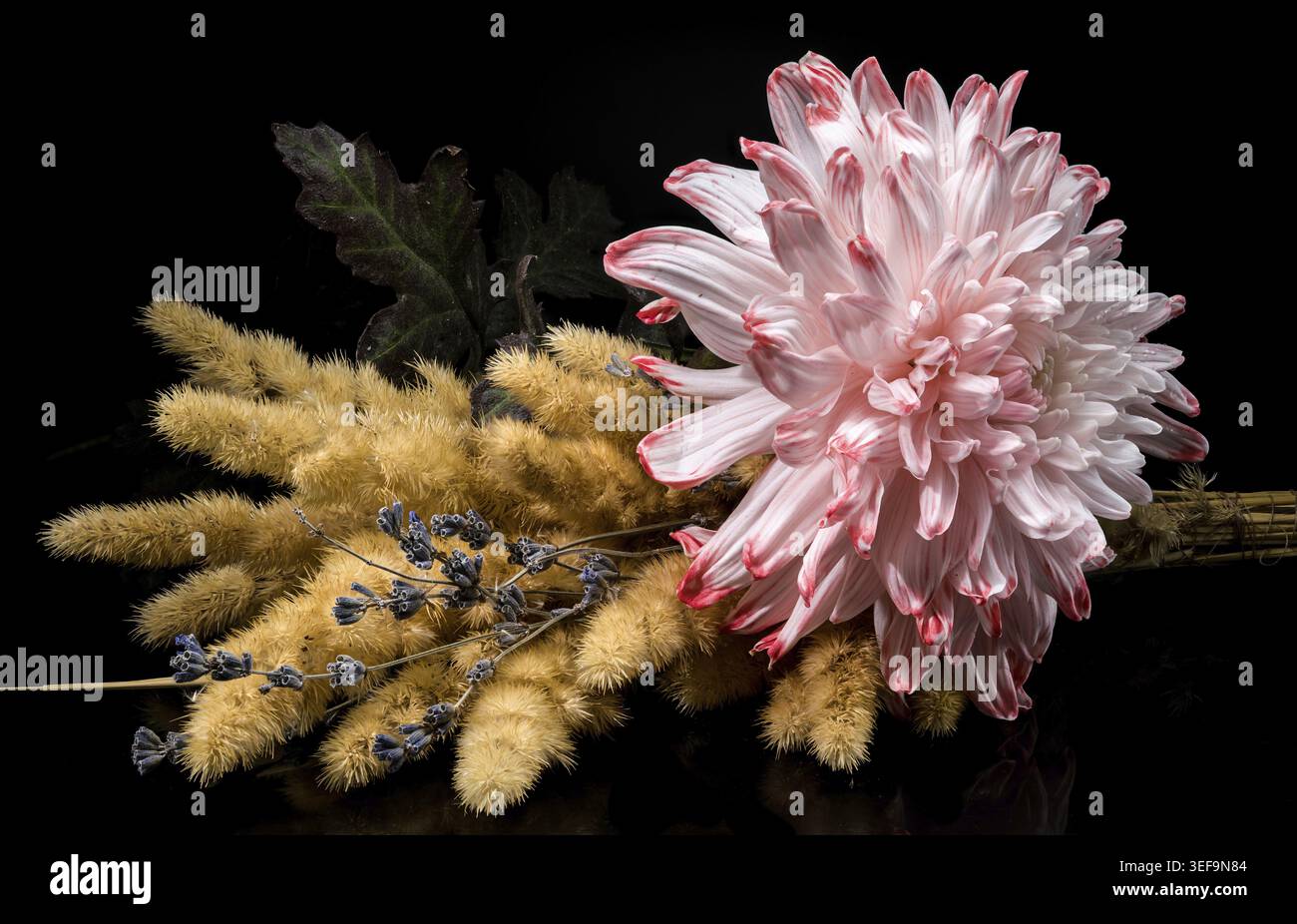 Ein leuchtendes rosafarbenes Chrysanthema mit Tau-Tropfen liegt auf einem Bett aus flauschigen, goldenen getrockneten Gräsern und dezenten Lavendelzweigen, die alle in einem dunklen, minimalistischen Stil stehen Stockfoto