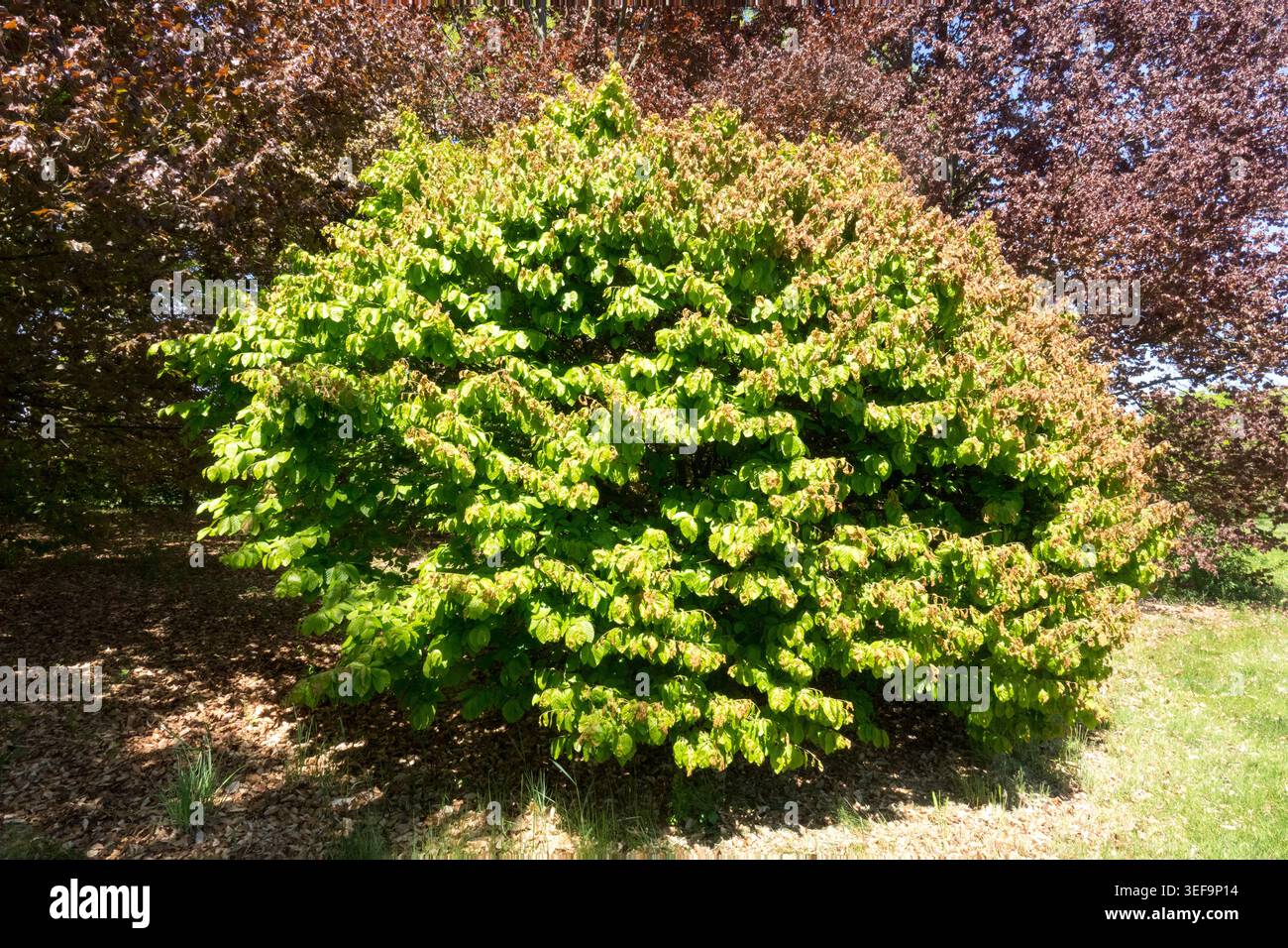 Europäische Buche, Fagus sylvatica 'fruticosa' Stockfoto