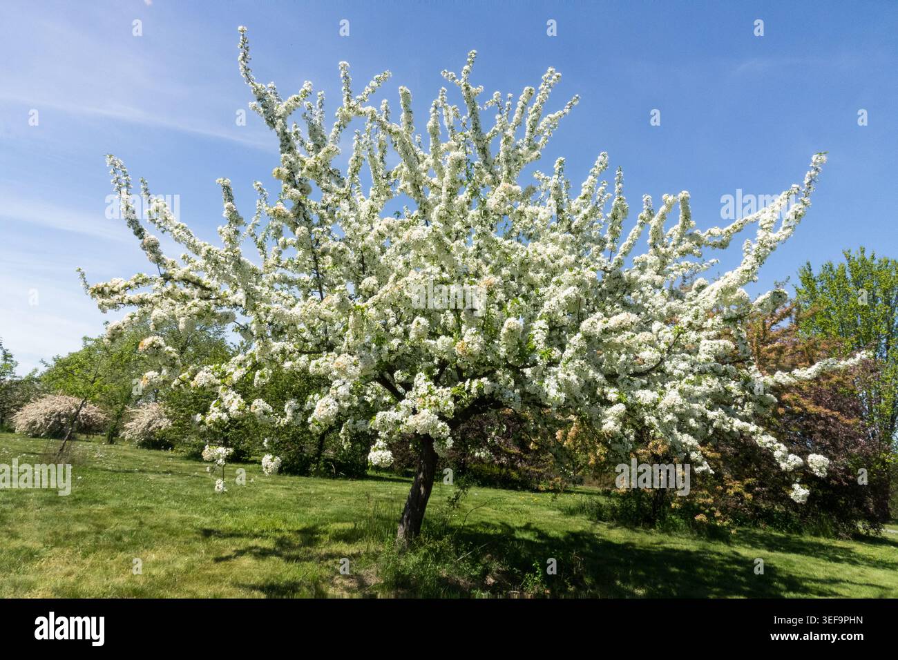 Japanisch blühender Krabbenapfel, Malus floribunda, Blossom Tree Stockfoto