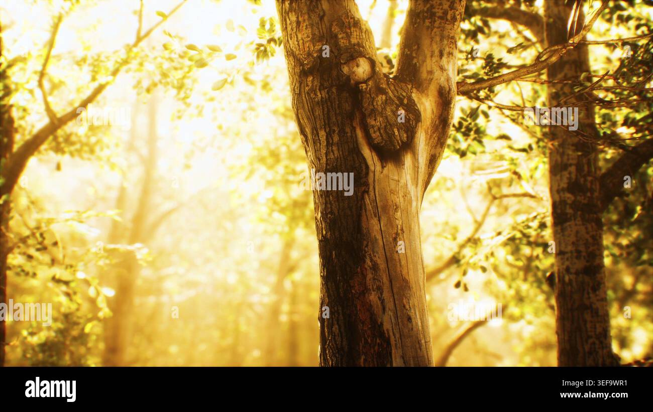 Sonnenstrahlen in einem Nebelwald im Herbst Stockfoto