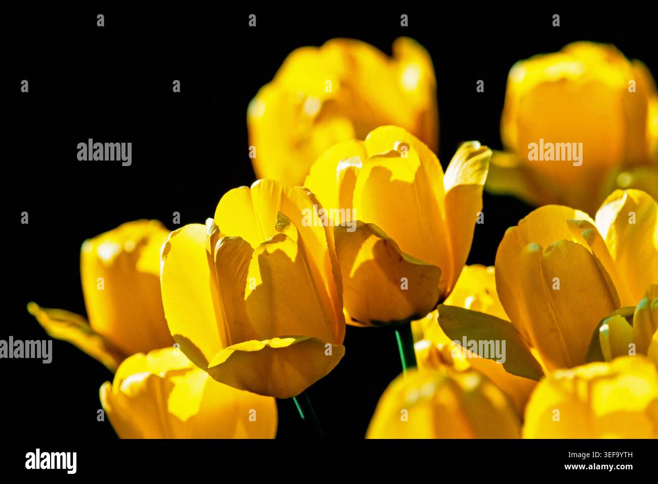 Nahaufnahme bei wunderschönen Tulpen im Sonnenschein an einem Blumenbeet Stockfoto