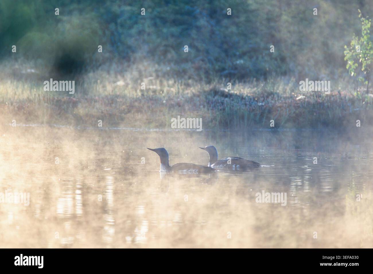 Ein Paar Rothals-Lutscher, der an einem nebeligen Morgen in einem See schwimmt Stockfoto