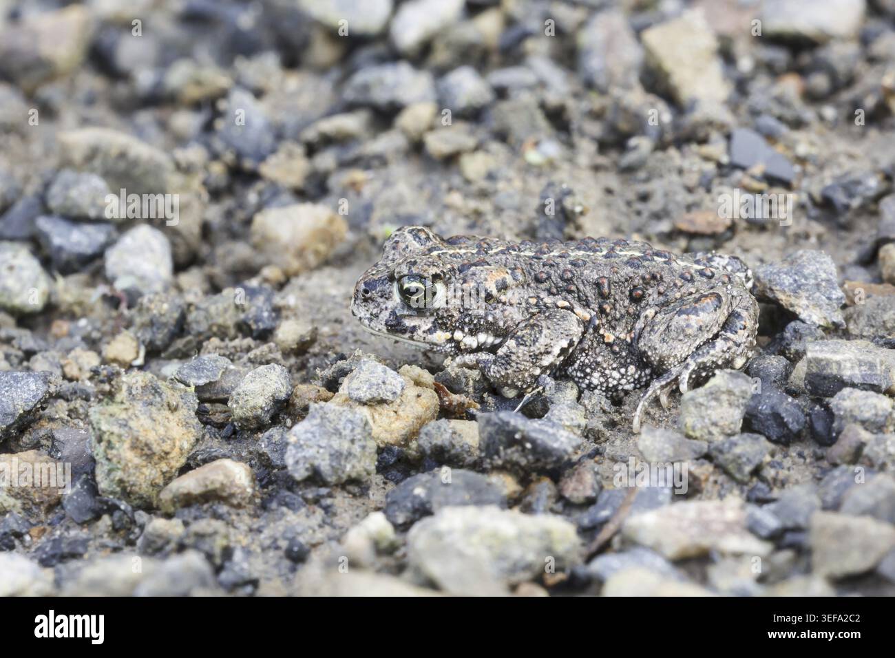 Epidalea calamita, Kreuzkroete (syn. Bufo calamita) - Epidalea calamita, syn. Bufo calamita, bekannt als Natterjack Kröte, Running Kröte Stockfoto