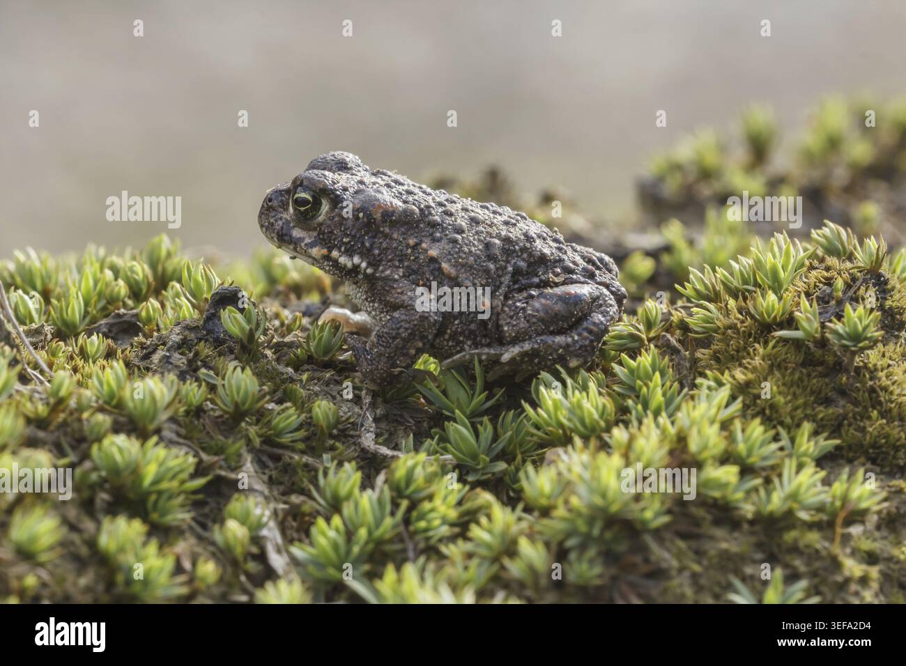 Epidalea calamita, Kreuzkroete (syn. Bufo calamita) - Epidalea calamita, syn. Bufo calamita, bekannt als Natterjack Kröte, Running Kröte Stockfoto