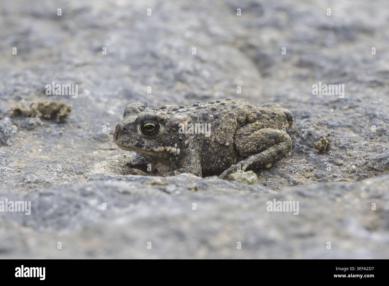 Epidalea calamita, Kreuzkroete (syn. Bufo calamita) - Epidalea calamita, syn. Bufo calamita, bekannt als Natterjack Kröte, Running Kröte Stockfoto