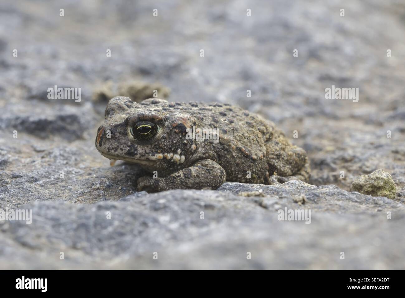 Epidalea calamita, Kreuzkroete (syn. Bufo calamita) - Epidalea calamita, syn. Bufo calamita, bekannt als Natterjack Kröte, Running Kröte Stockfoto