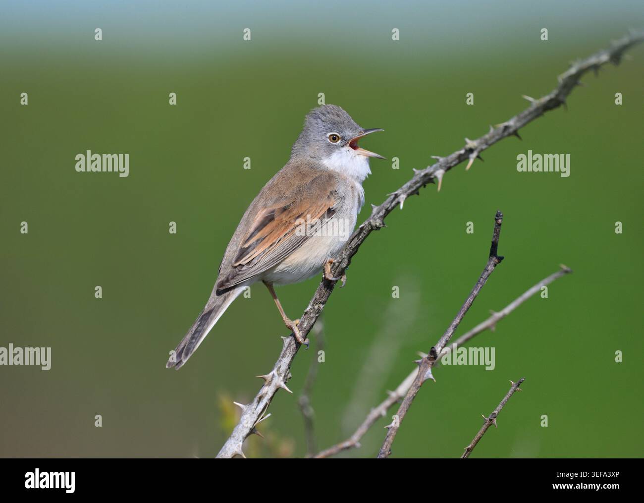 Gemein Whitethroat - Sylvia communis Stockfoto