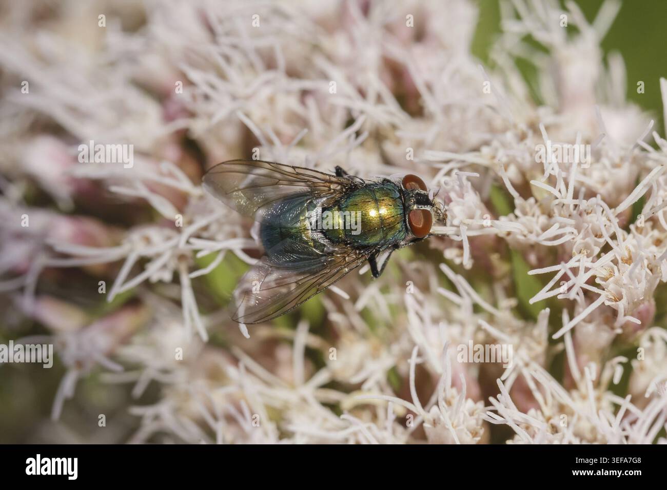 Lucilia sericata, Goldfliege, Schafschmeissfliege - Lucilia sericata, bekannt als Gemeinsame grüne Flaschenfliege, Europäische grüne Fliege, Schafe grüne Fliege, S Stockfoto