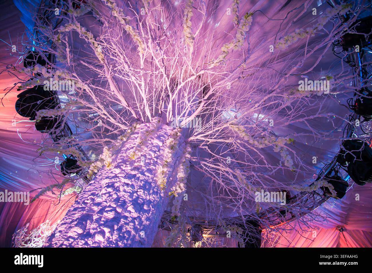 Niedriger Winkel von großen weißen Bäumen mit Blumen. Dramatische Lila- und rosafarbene Beleuchtung schafft eine magische, festliche Atmosphäre für luxuriöse Hochzeiten Stockfoto