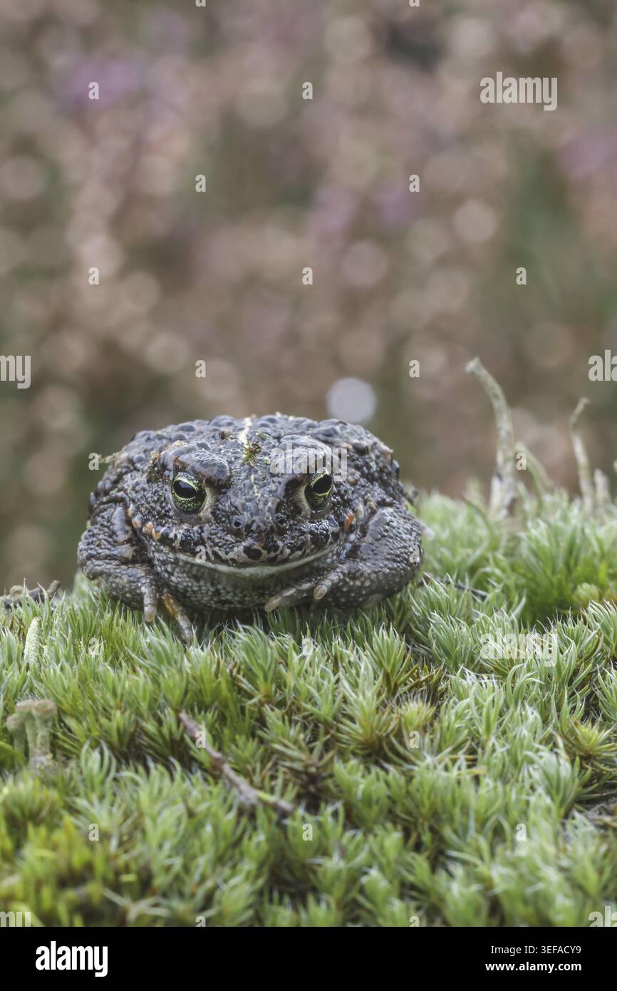 Epidalea calamita, Kreuzkroete (syn. Bufo calamita) - Epidalea calamita, syn. Bufo calamita, bekannt als Natterjack Kröte, Running Kröte Stockfoto