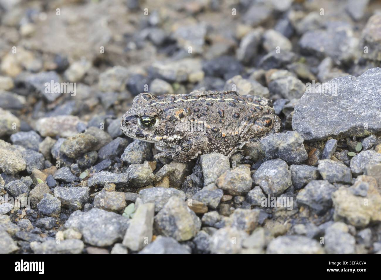 Epidalea calamita, Kreuzkroete (syn. Bufo calamita) - Epidalea calamita, syn. Bufo calamita, bekannt als Natterjack Kröte, Running Kröte Stockfoto