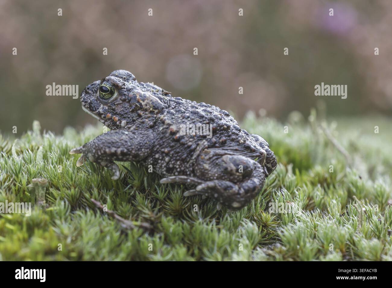 Epidalea calamita, Kreuzkroete (syn. Bufo calamita) - Epidalea calamita, syn. Bufo calamita, bekannt als Natterjack Kröte, Running Kröte Stockfoto