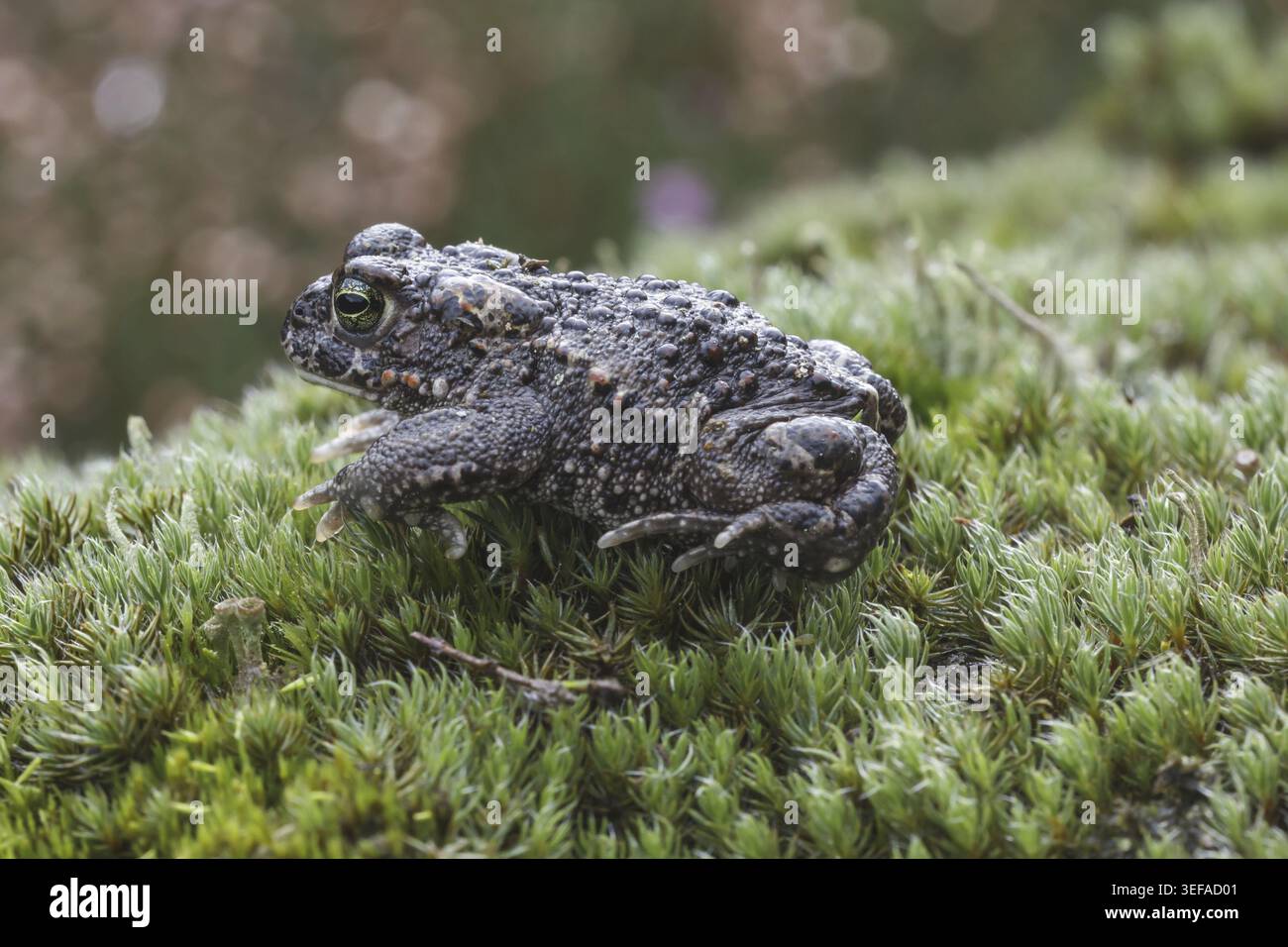 Epidalea calamita, Kreuzkroete (syn. Bufo calamita) - Epidalea calamita, syn. Bufo calamita, bekannt als Natterjack Kröte, Running Kröte Stockfoto