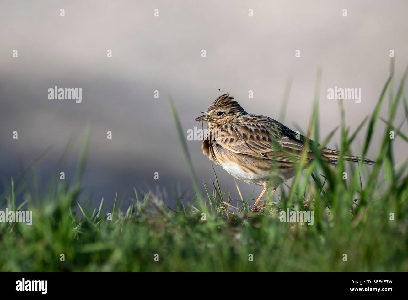 Eurasische Skylark sammelt getrocknetes Gras für Nistmaterial Stockfoto