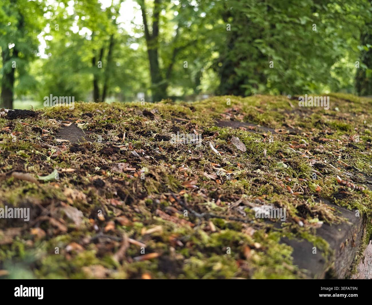 Moosbedeckte Steinleiste Mit Verschwommenem Baumdach Hintergrund, Schwammiger Grüner Teppich Aus Moos Und Winzigen Blättern, Feuchte Erdtextur Und Weicher Fokus, Der An Ihn Erinnert Stockfoto