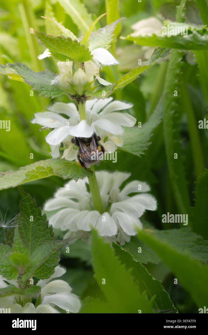 Die Biene sammelt Nektar aus Brennnessel-weißen Blüten in einem grünen Garten während des Tageslichts im Frühling. Stockfoto