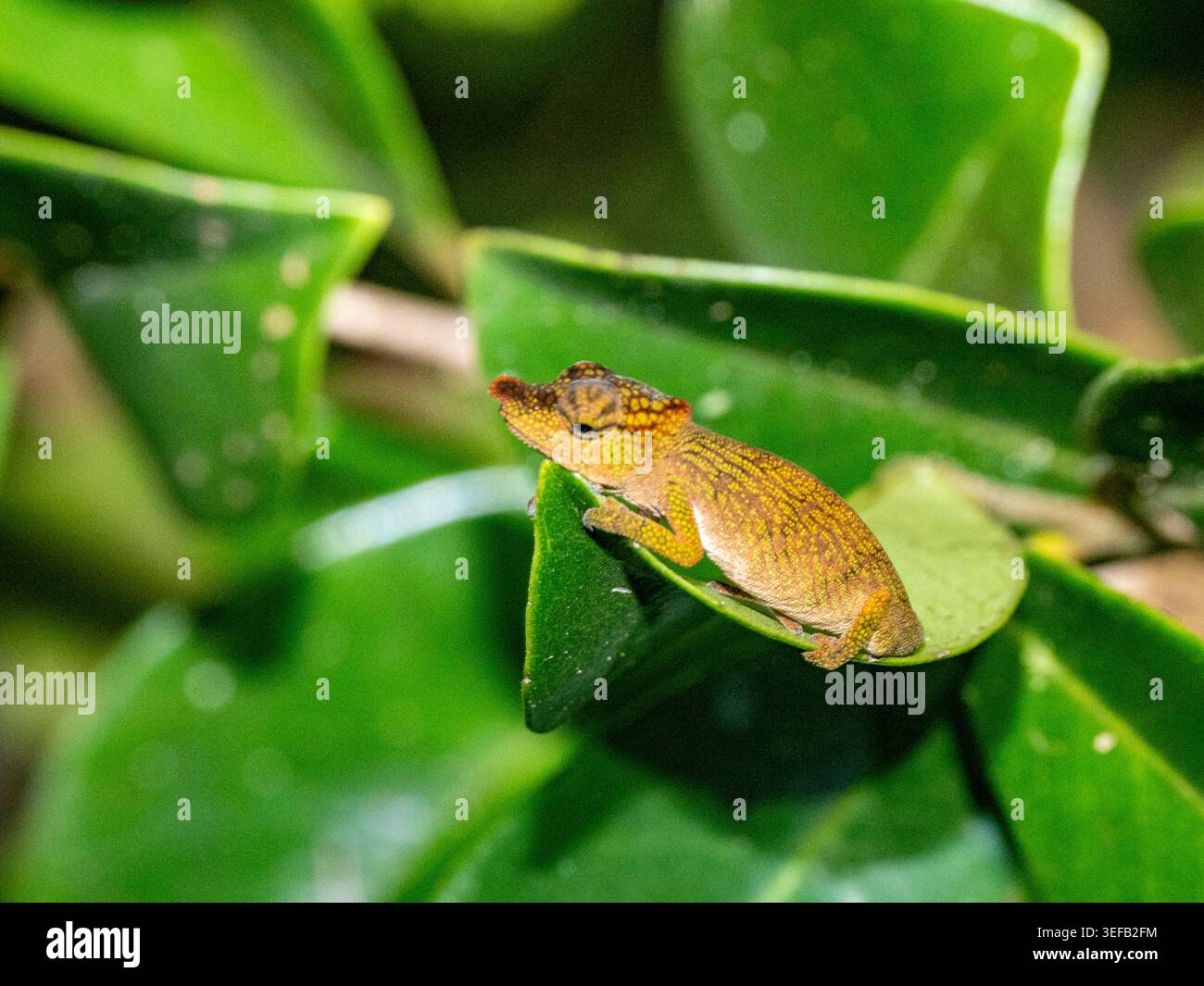Beobachten Sie ein Chamäleon mit Andasibe-Nase während eines Nachtwanderns in der Tierwelt Madagaskars Stockfoto
