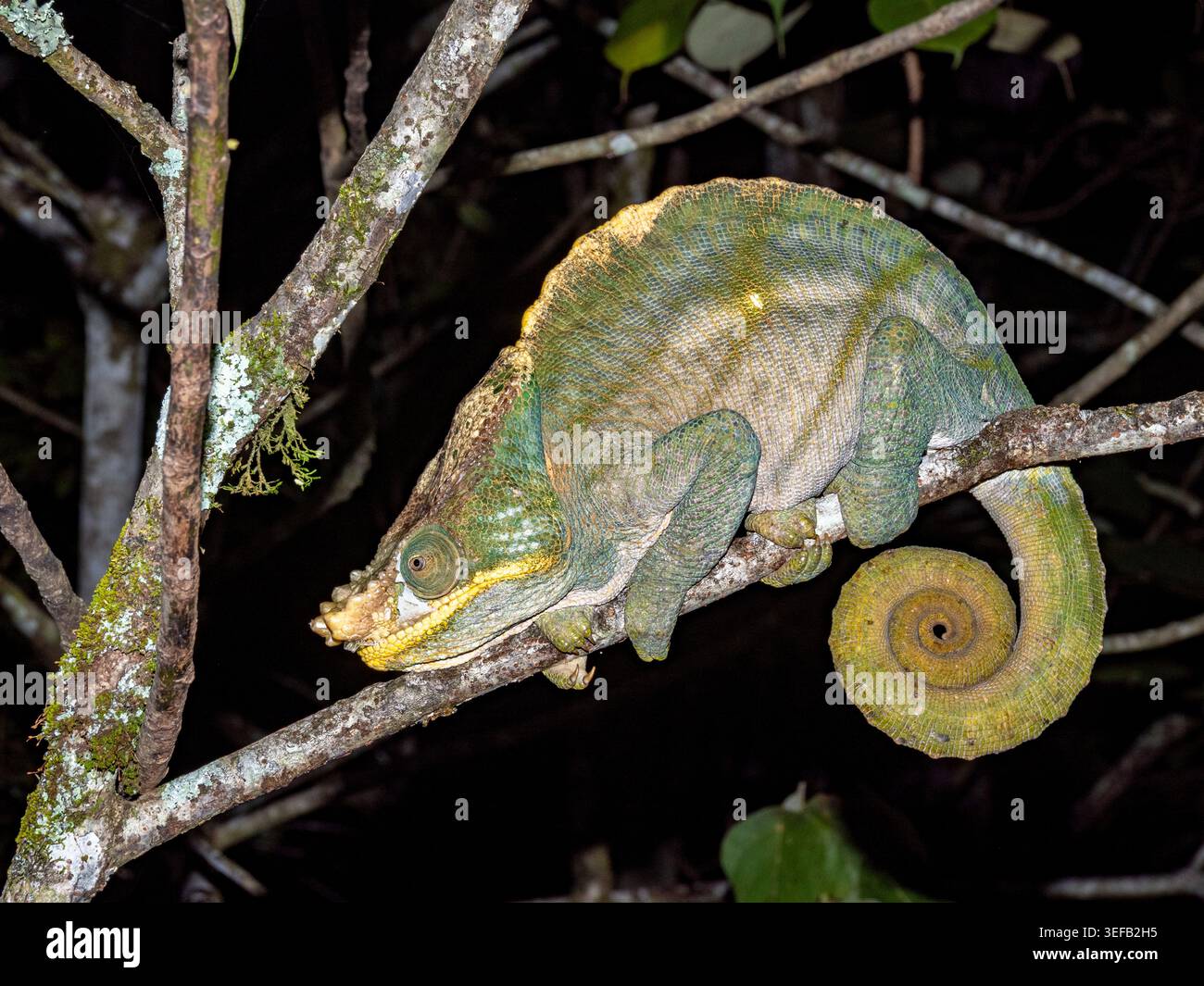 Parsons Chamäleon ruht nachts auf einem Zweig im Regenwald Madagaskars Stockfoto