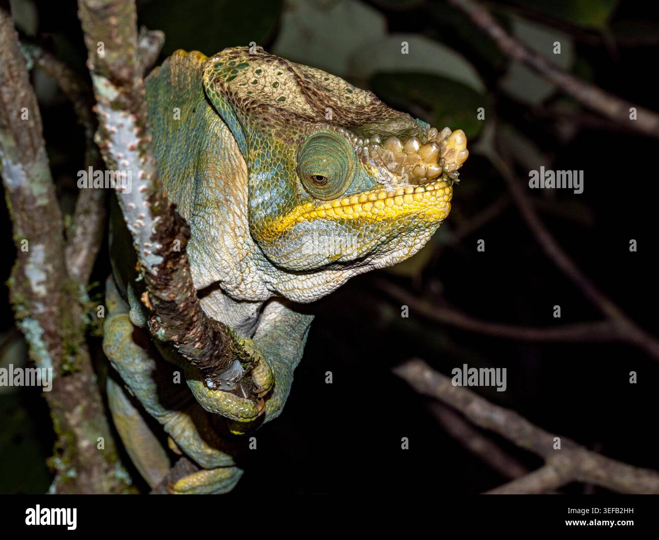 Erwachsene Parsons Chamäleon ruht nachts auf einem Zweig im Regenwald Madagaskars Stockfoto