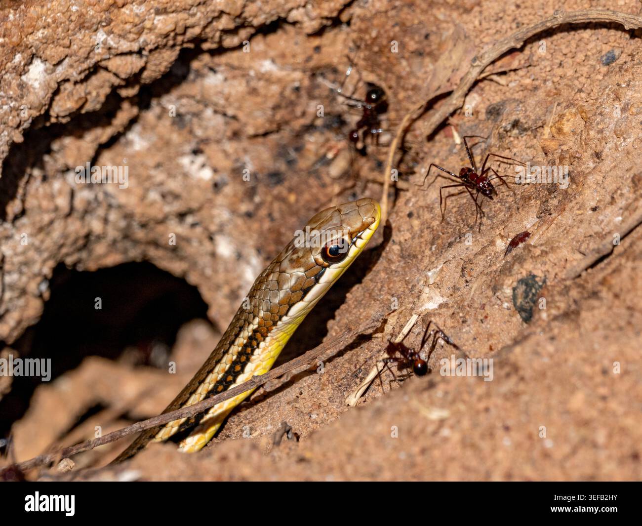 Madagaskar Katzenaugen-Schlange in ihrem natürlichen Lebensraum mit Ameisen in der Nähe Madagaskars beobachtet Stockfoto